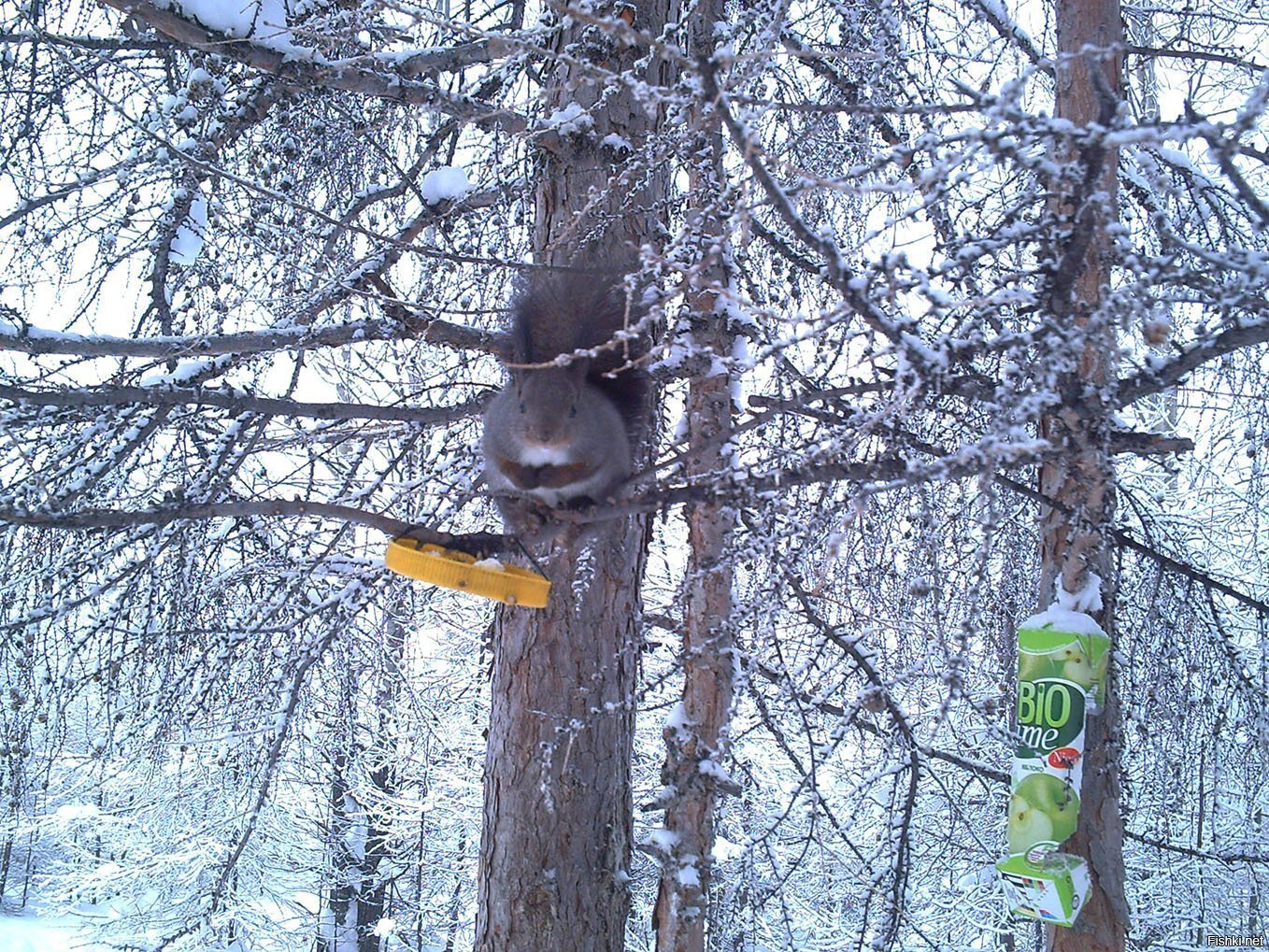 Моё зверьё