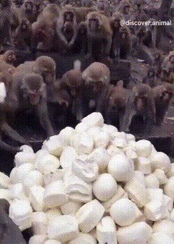 Халява