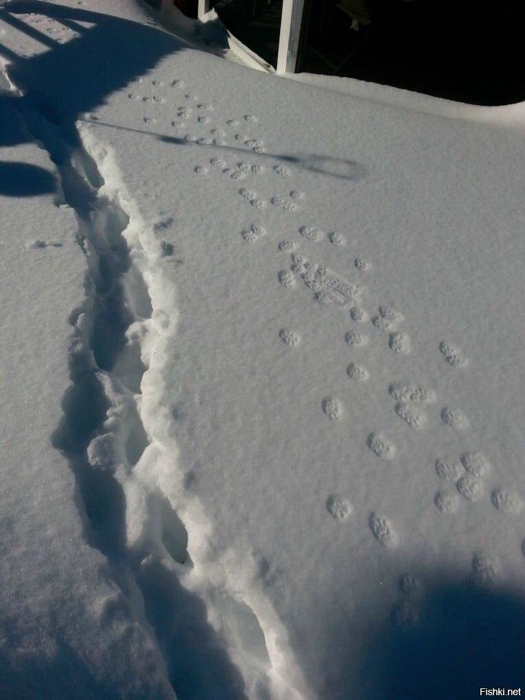 Кошка впервые вывела котят на прогулку