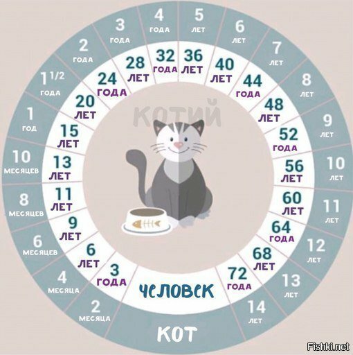 Соотношение возраста вашего и вашего кота