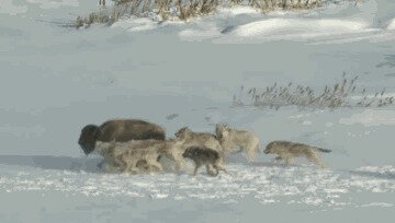 Природа жестока