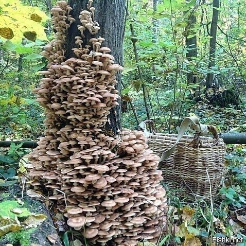 Солянка
