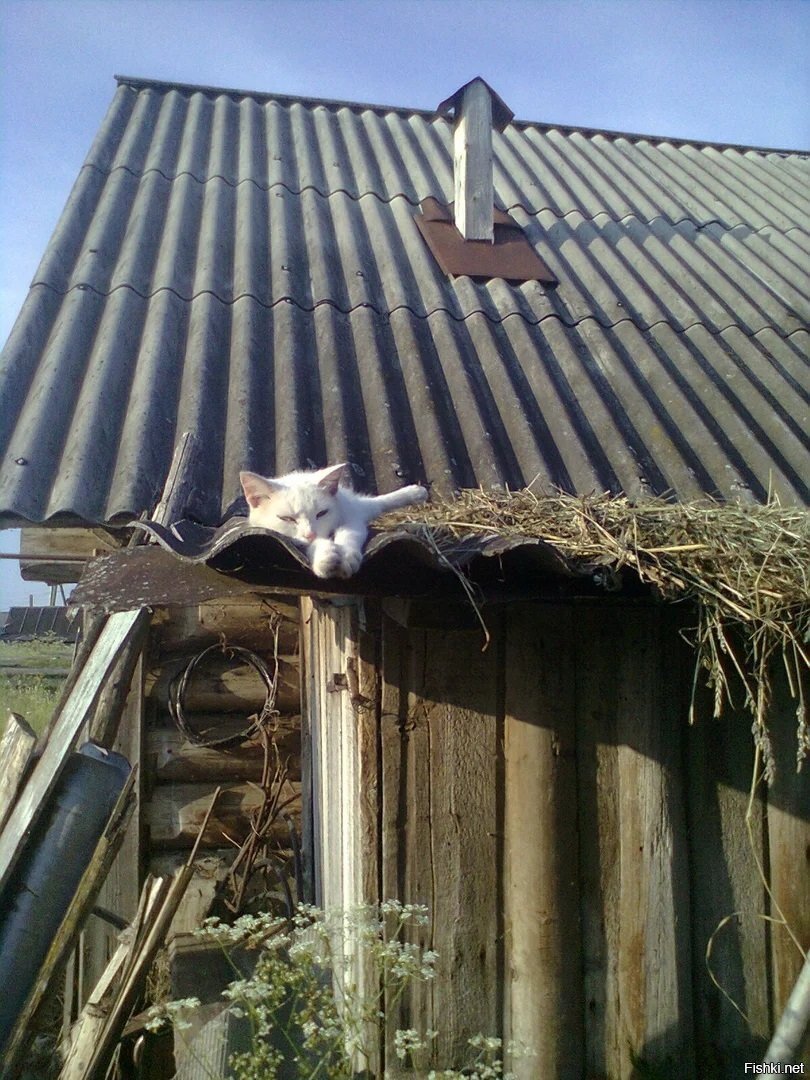 Солянка