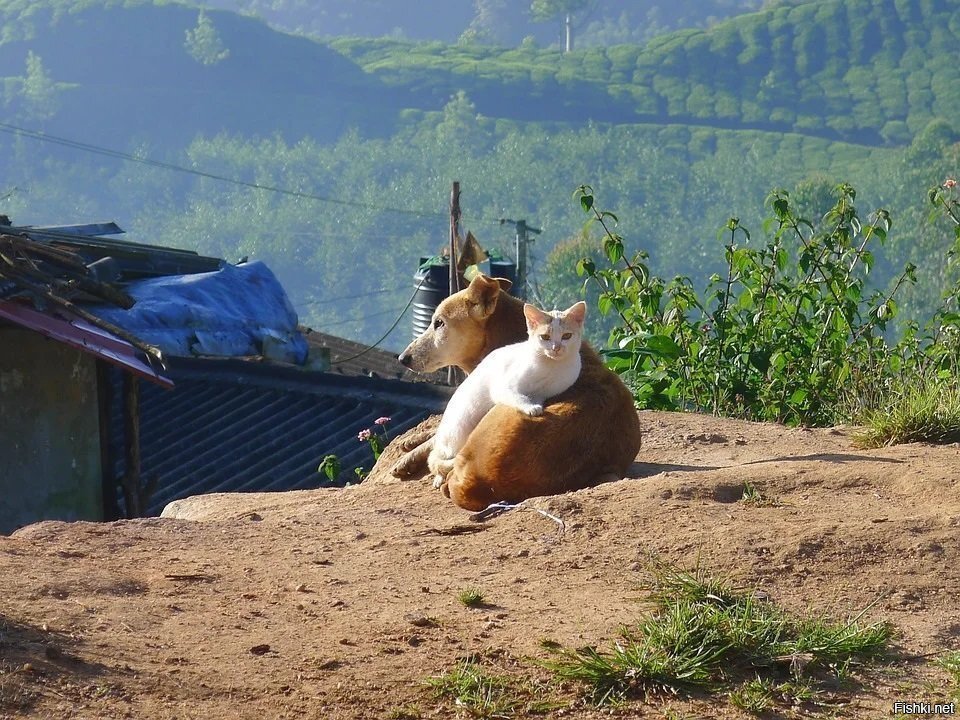 Солянка