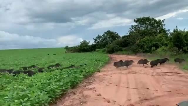 Солянка
