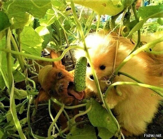 Солянка