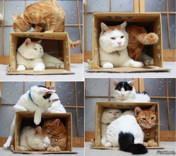 Солянка