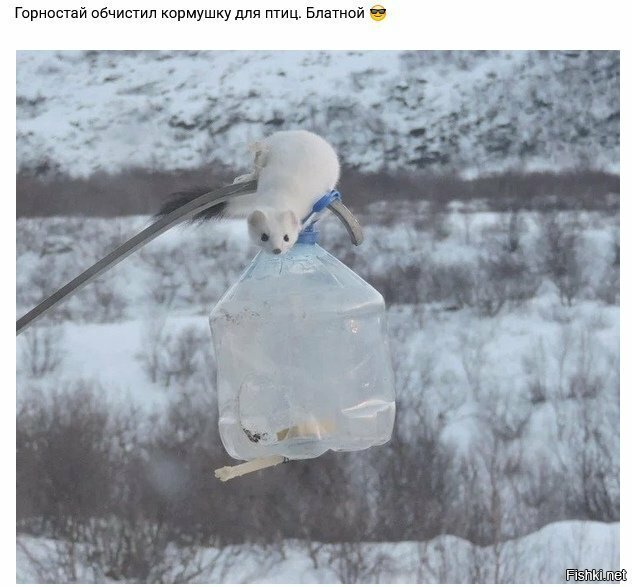 Опа