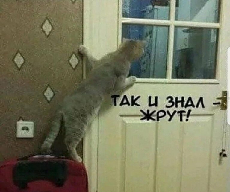 Коты