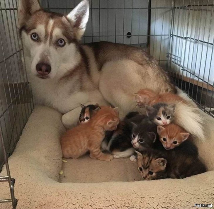 Солянка