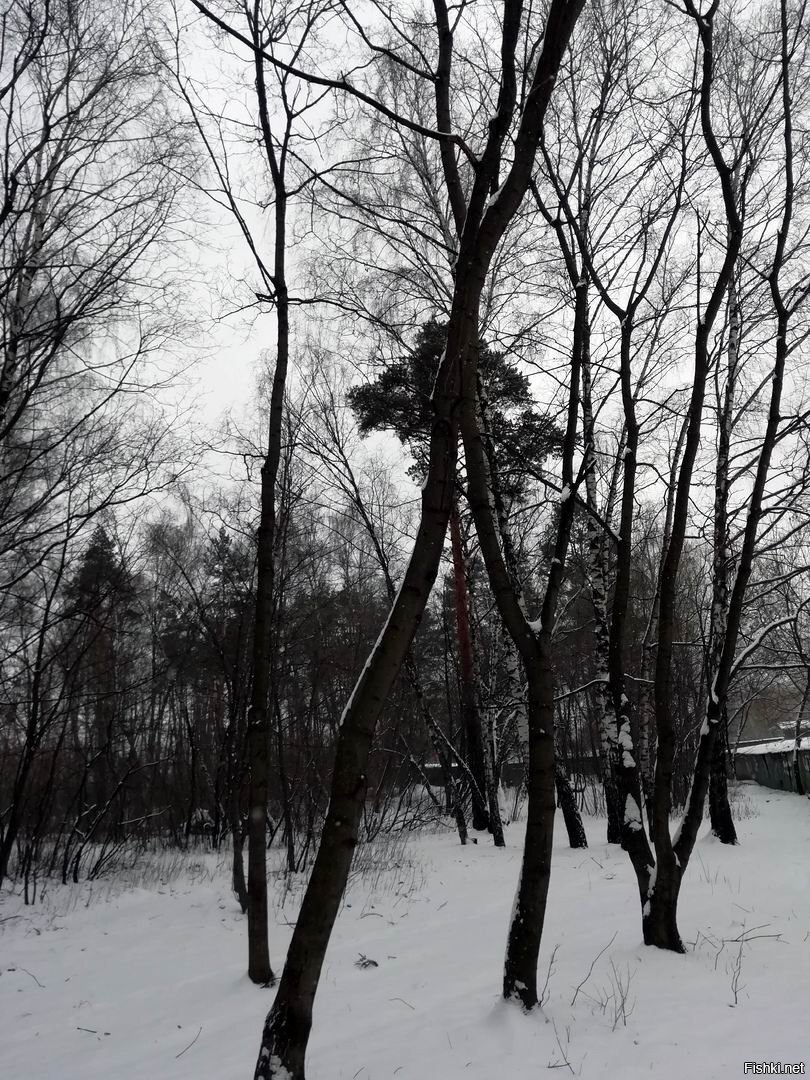 Солянка