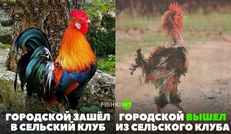 Прикольные и смешные картинки