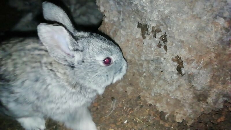В норе у кролика крольчата!