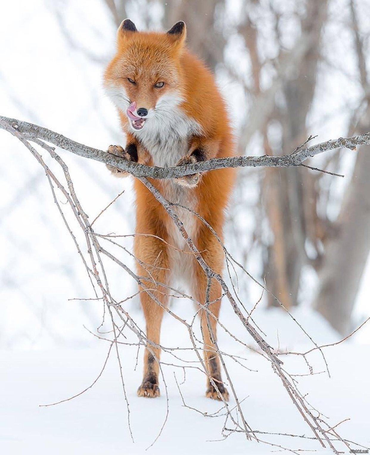 Солянка