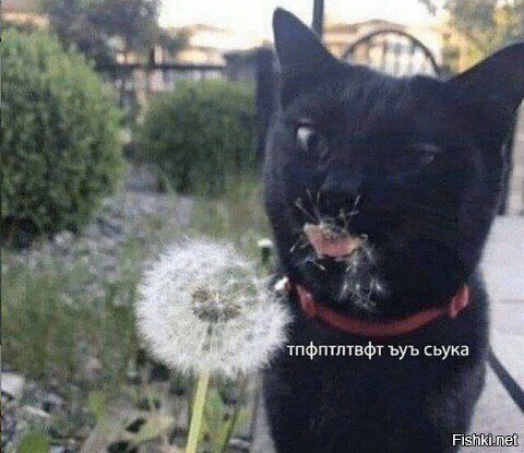 доброго обеда))