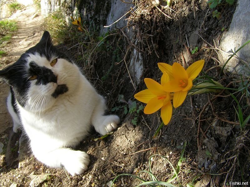Крымский котик и крокусы