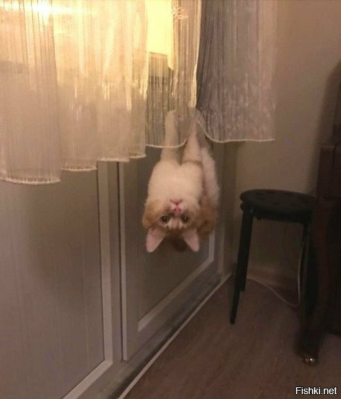 Летучая кошь