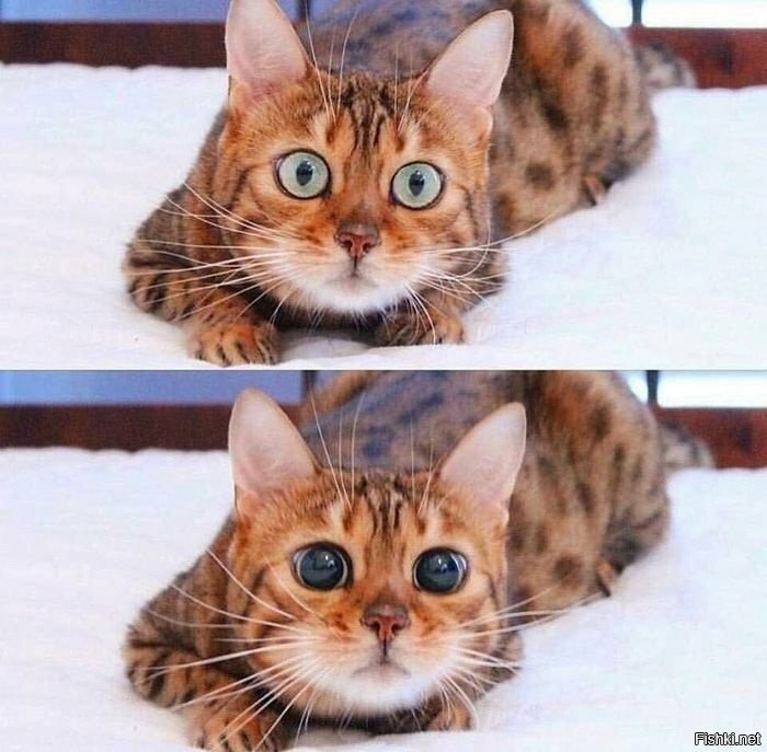 дневной и ночной режим
