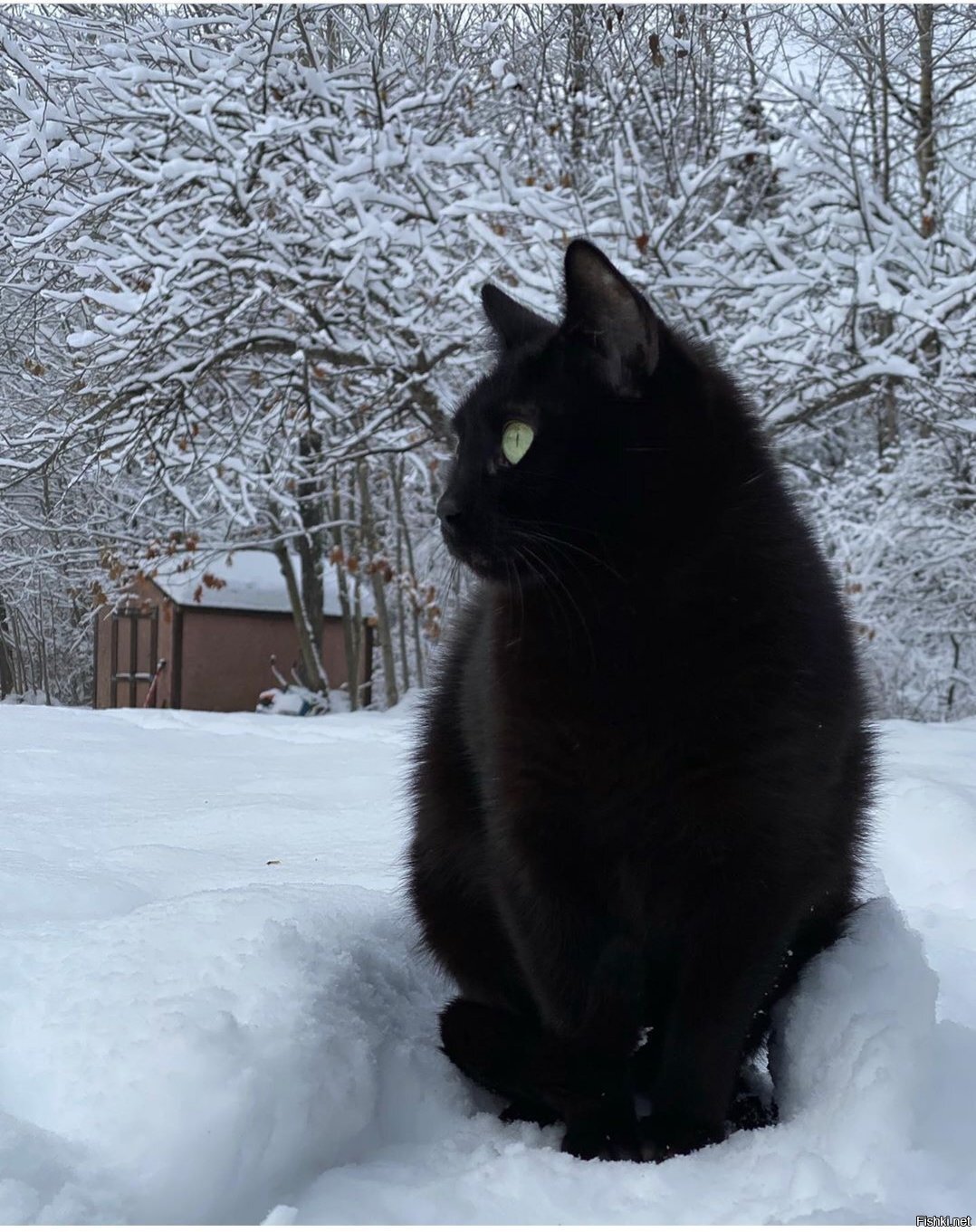 Солянка