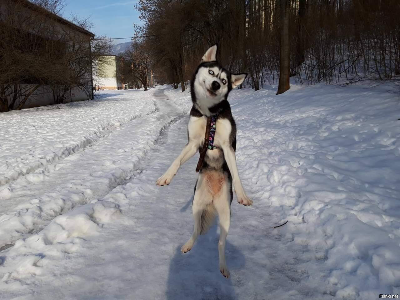 Солянка
