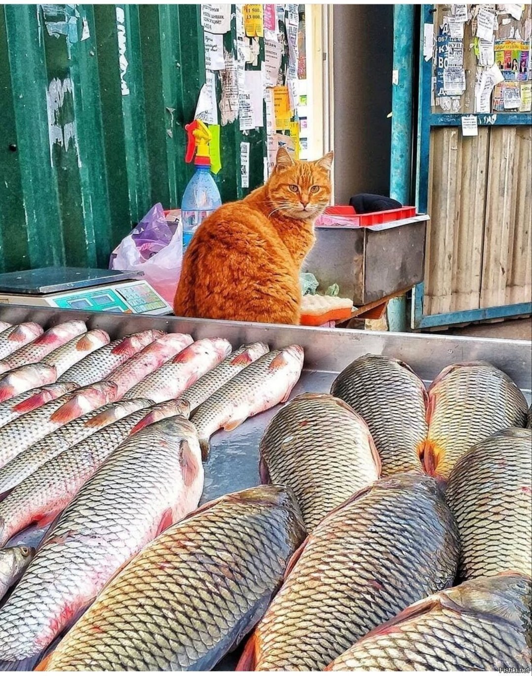 Солянка