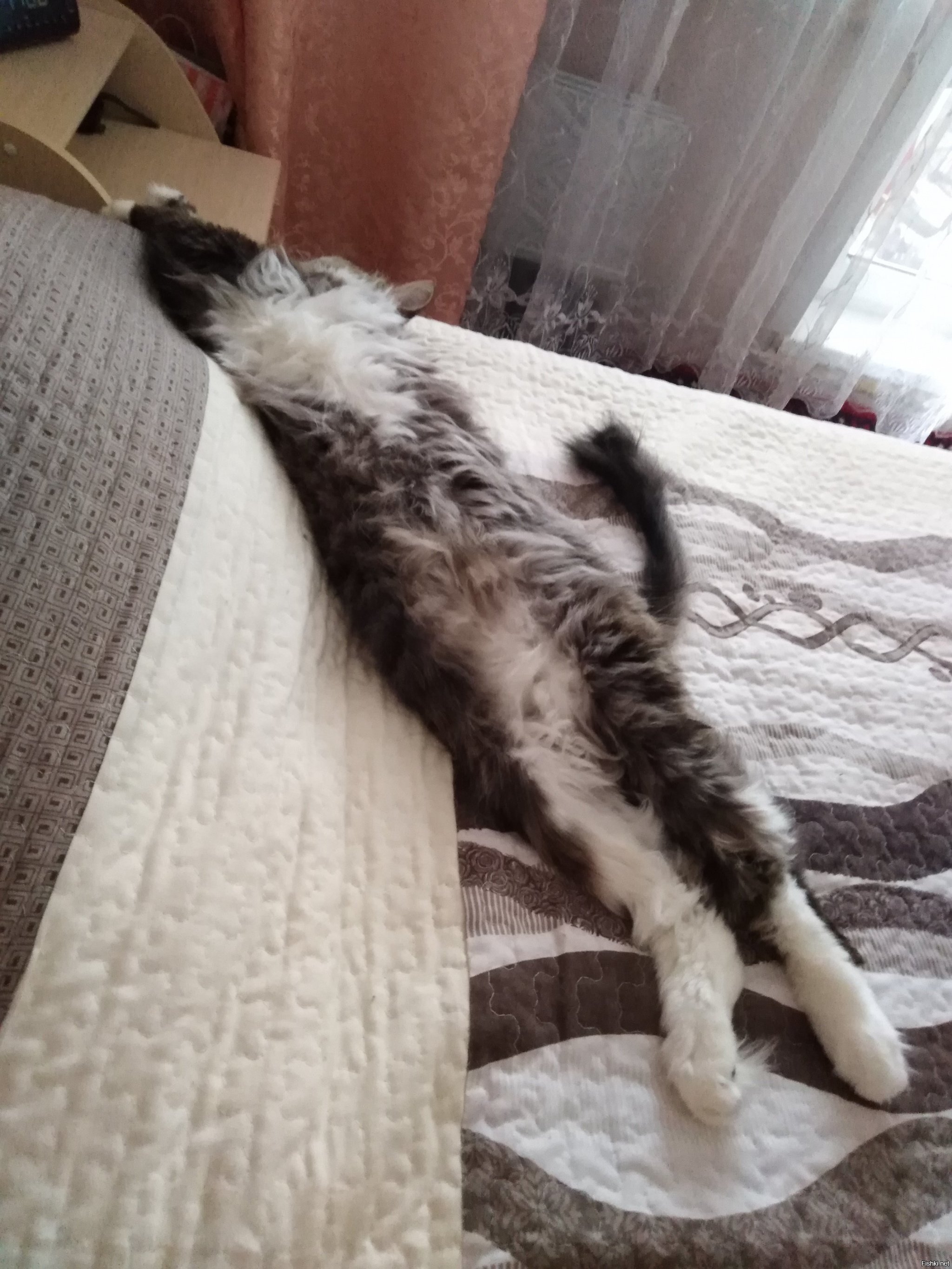 Солянка