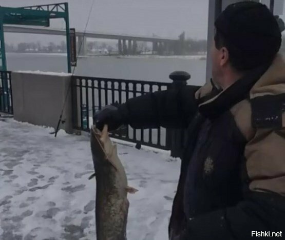 Рыба мечты: на набережной Ростова выловили большого сома
