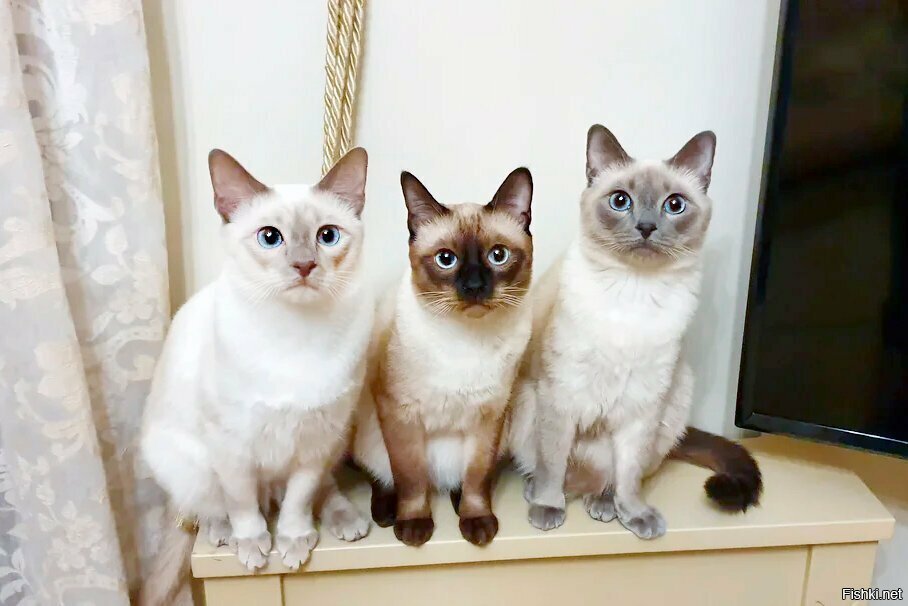 У блогерши такие коты красивые, чистенькие, гладенькие