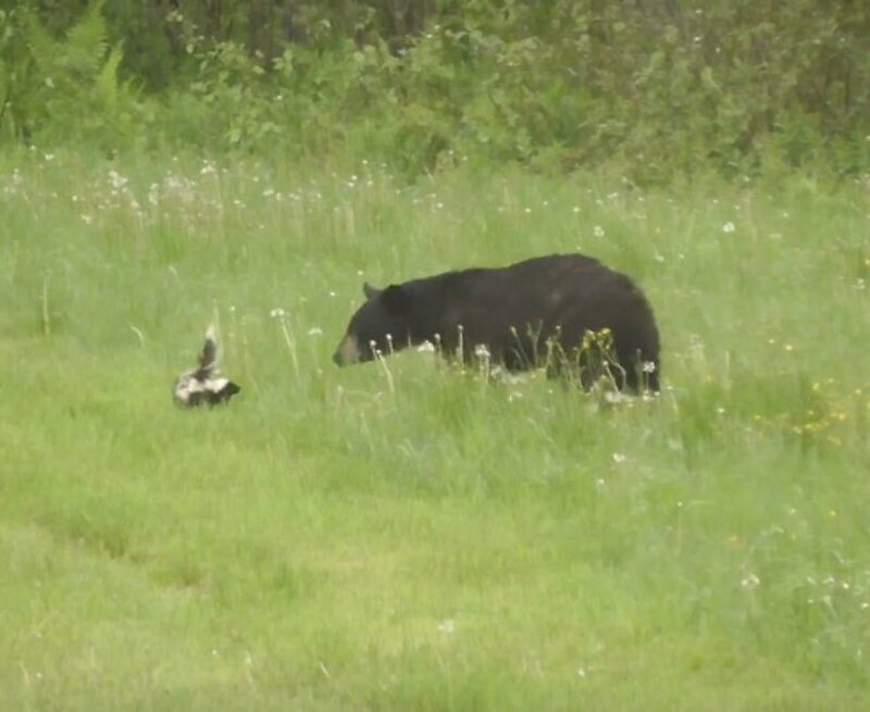 Любопытному медведю пришлось спасаться от скунса бегством
