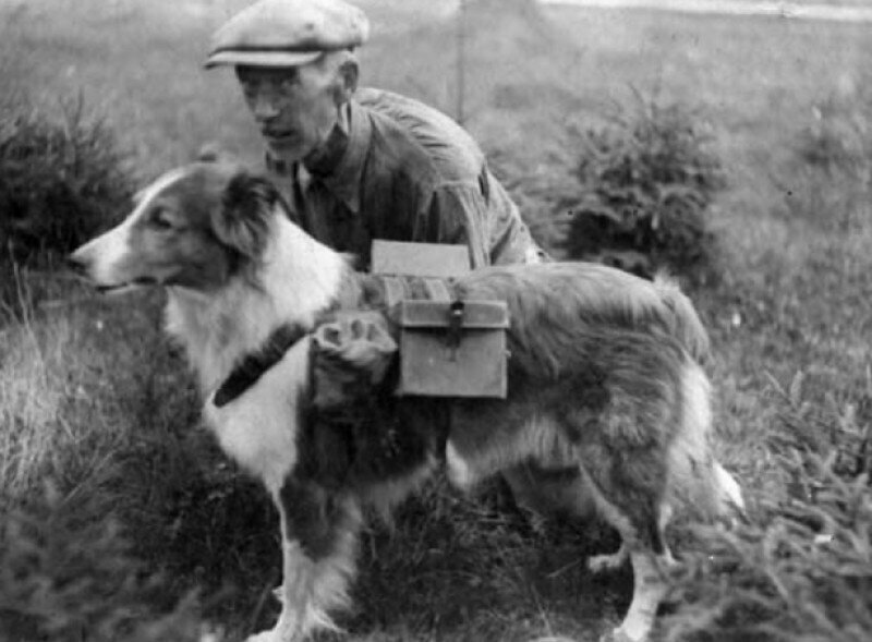 Мохнатый герой блокадного Ленинграда. Как пёс смог спасти тысячи жизней советских людей