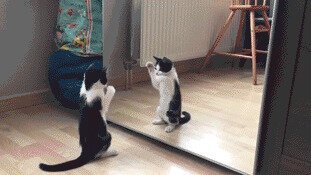 Я обычно котиков не пощу, но это