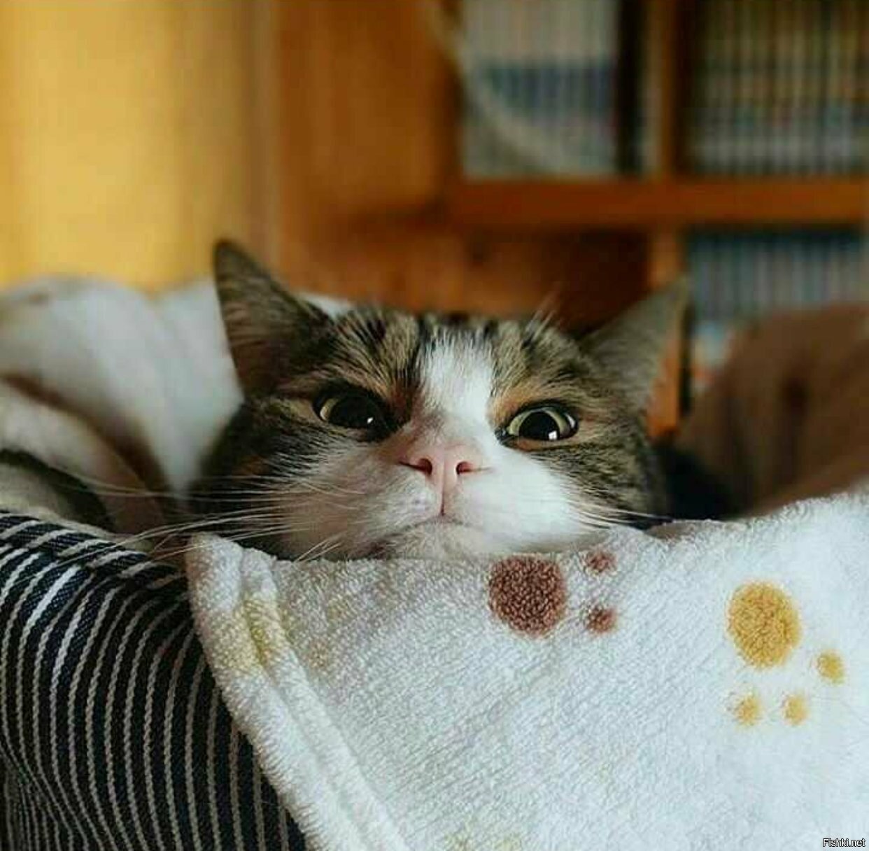Солянка
