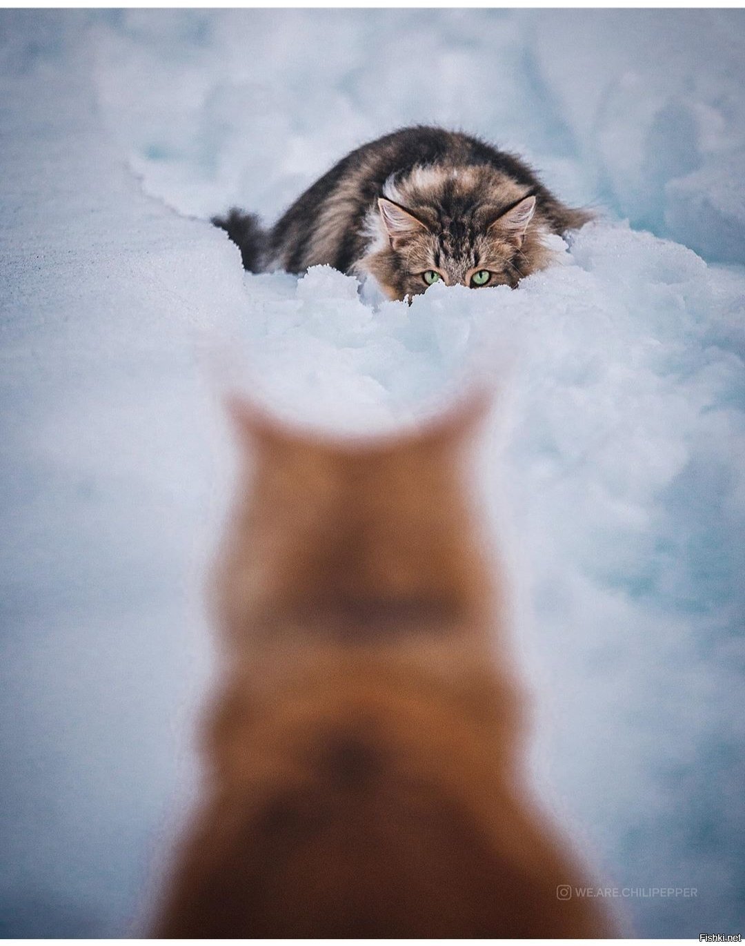 Солянка