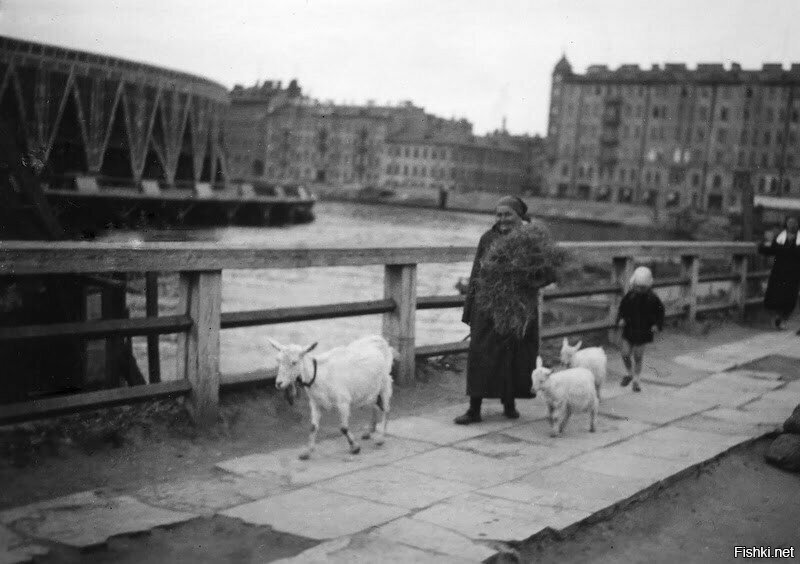 Большой проспект Петроградской стороны