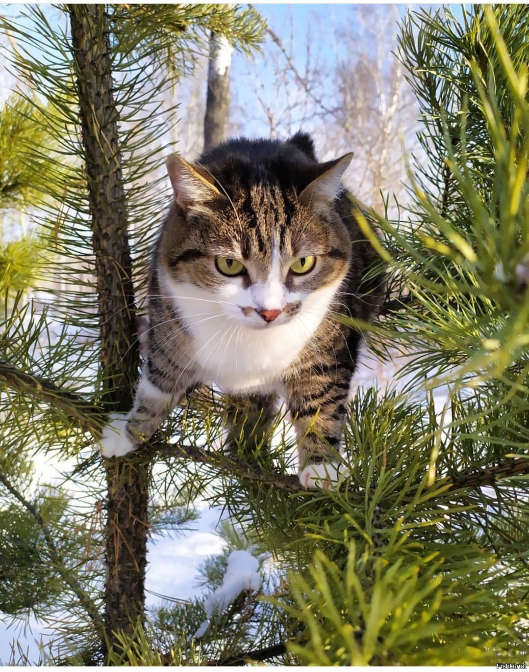 Солянка