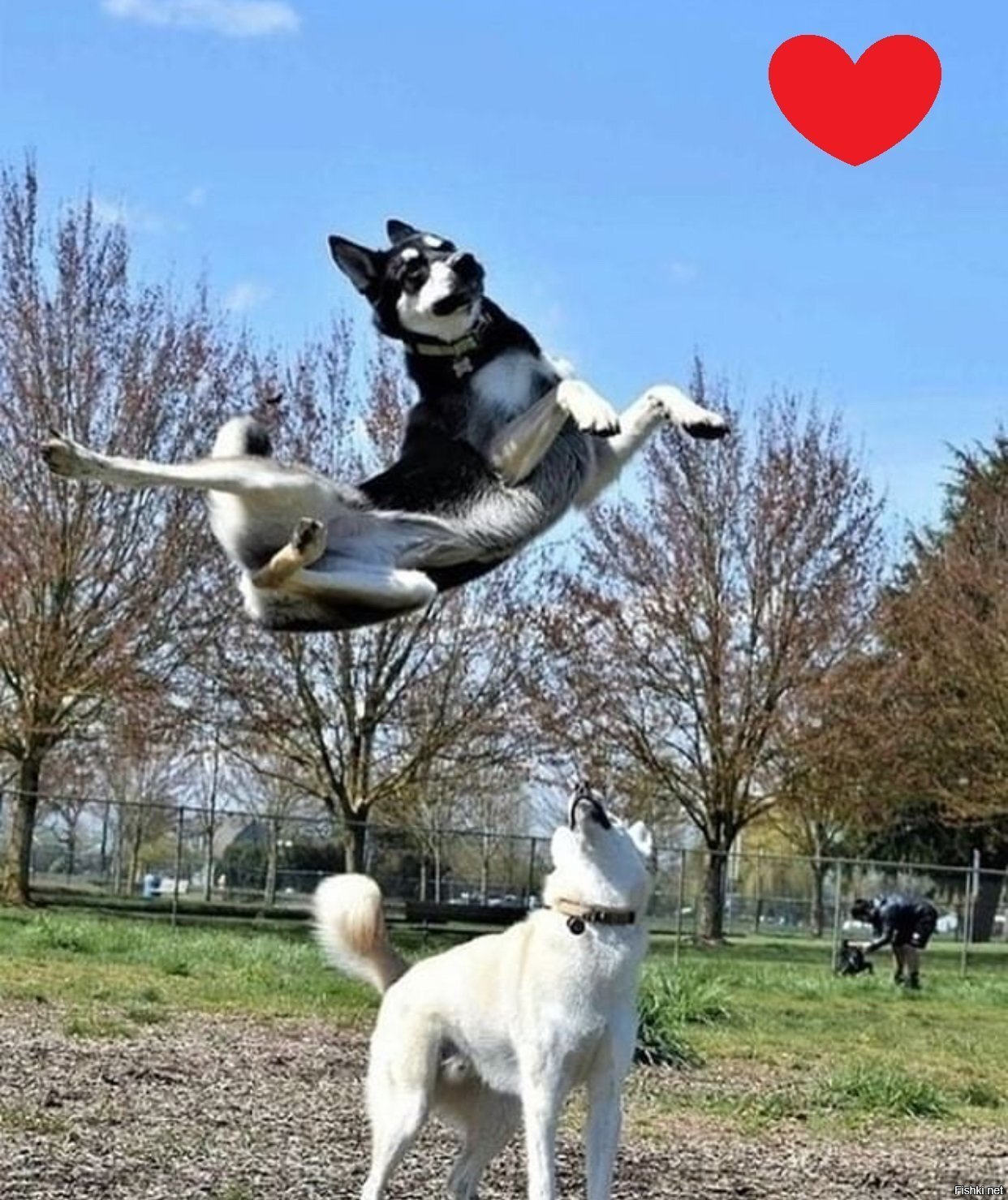 Солянка