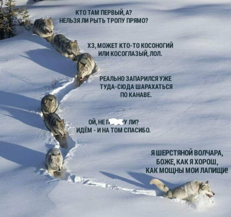 Мем про "Шерстяного волчару" сломался