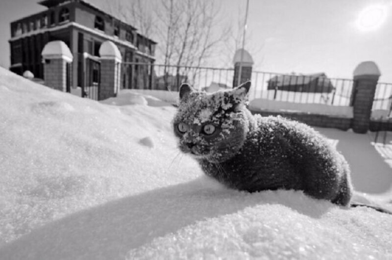 20 фото, доказывающих, что кошки не созданы для зимы