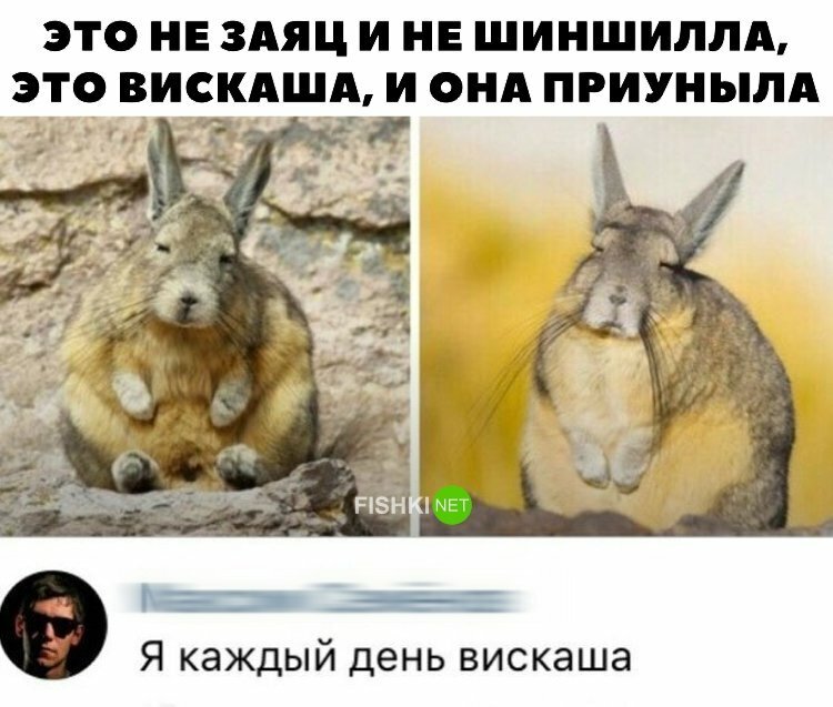 Прикольные и смешные картинки