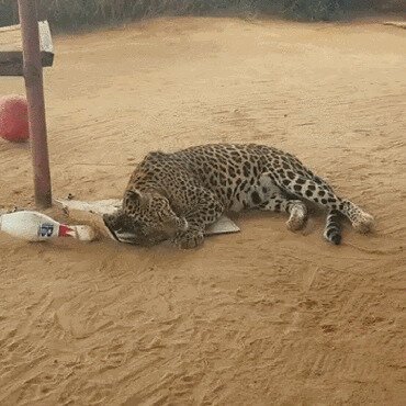 Всем котикам нужна коробка