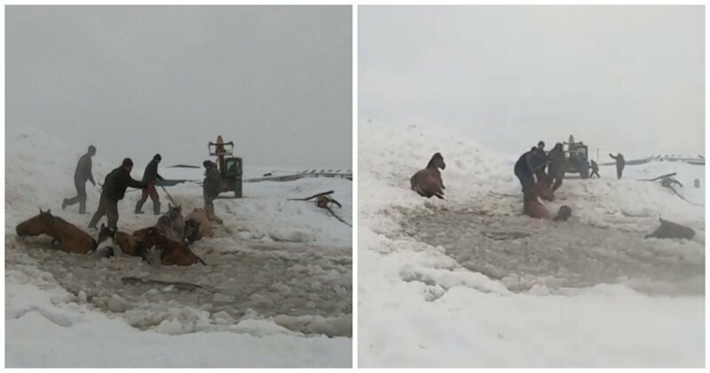В Башкирии сельчане спасли табун лошадей, провалившийся под лед