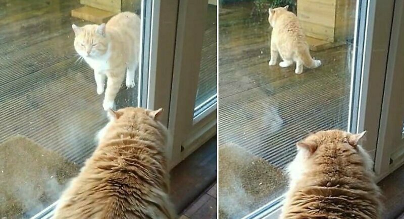 Говорливый кот пытается прогнать чужака со двора