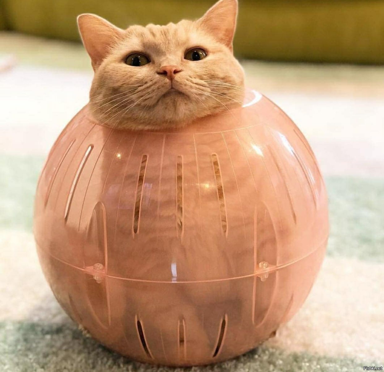 Солянка