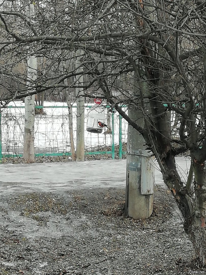 Вот таких редких, в последние годы, гостей в Москве удалось сегодня запечатлеть