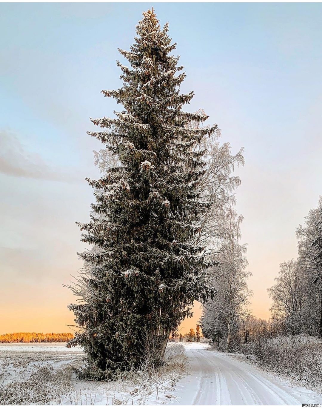 Солянка