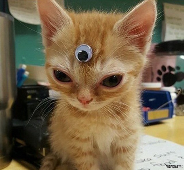 Когда хозяин НТВэшник