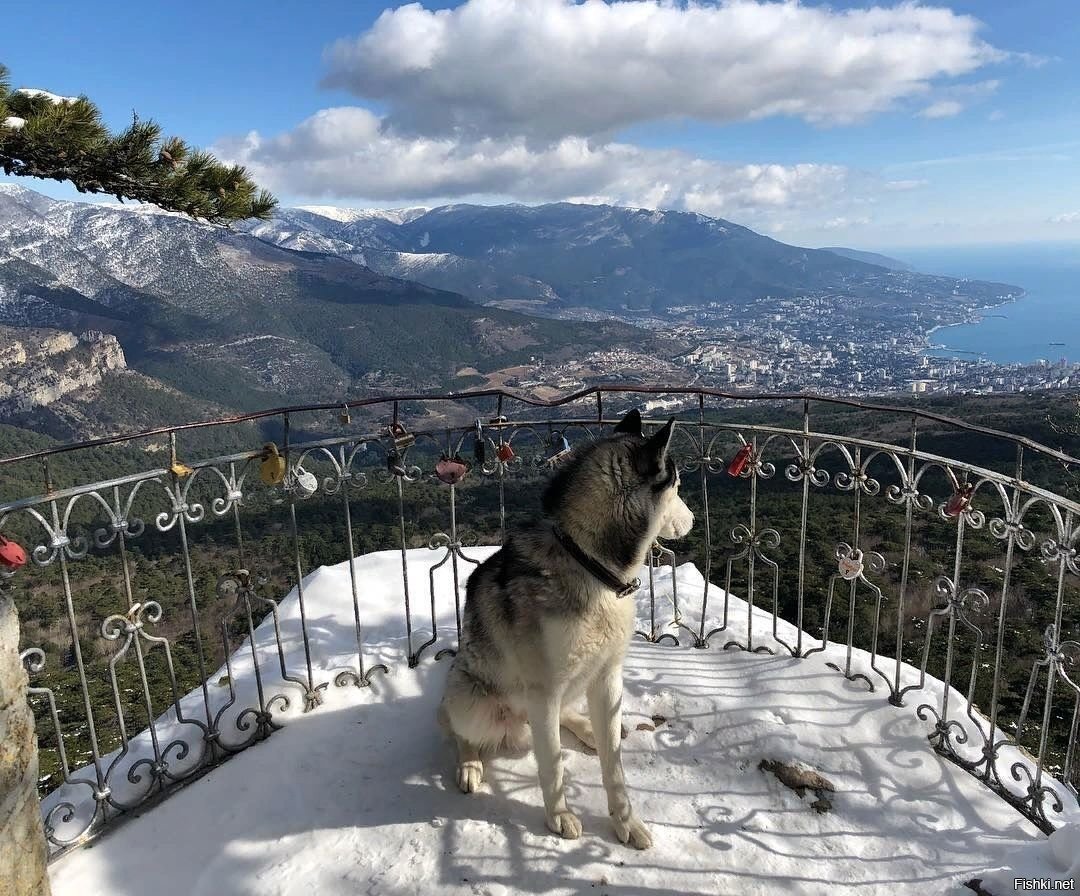 Солянка