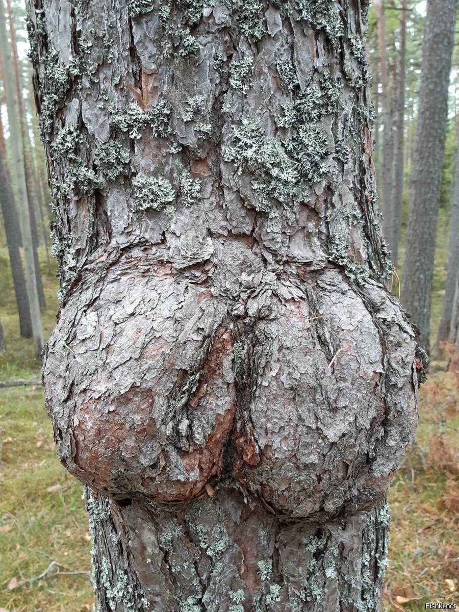 Полуостров Киперорт (фин