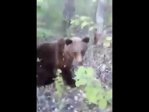 На Камчатке мужчина встретил медведя и пнул его в зад