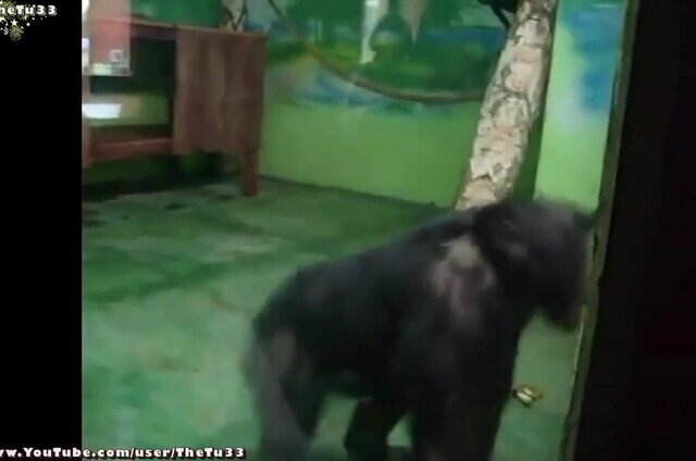 Булки растрясите